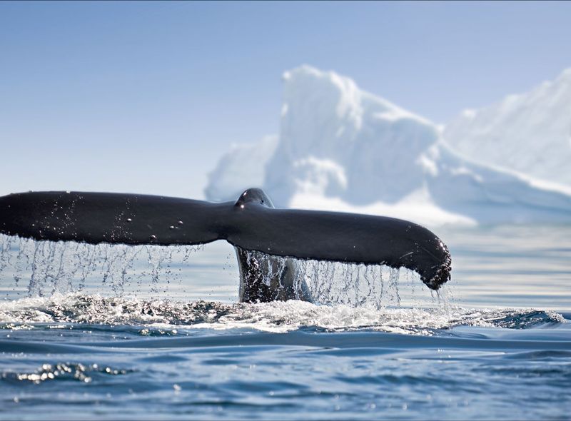Poolexpeditie Antarctica - Drake Passage - Beagle Channel - Zuidelijke Shetlandeilanden - migratie walvissen